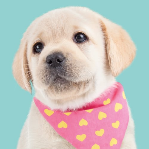 Studio Pets model hond Blonde Labrador met bandana - Happy