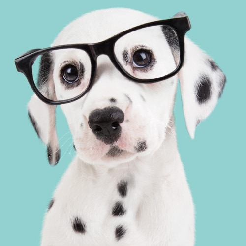 Studio Pets model knuffelhond Dalmatiër met bril - Spot