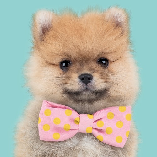 Studio Pets model hond Pomeriaan met strik - PomPom
