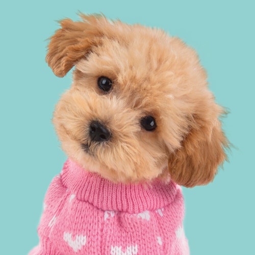 Studio Pets model knuffelhond Toy Poedel - Cookie