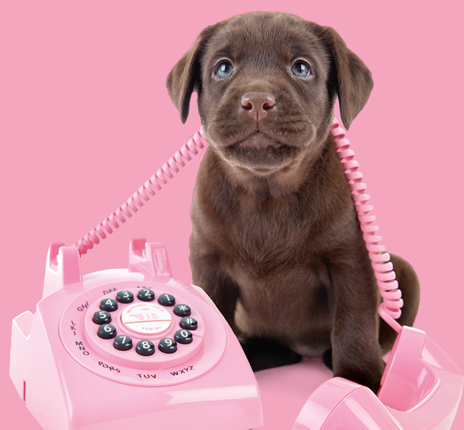 Studio Pets contact bel, mail of app