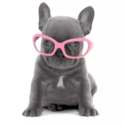 Studio-Pets-Puppy-Shady knuffel hondje Franse bulldog Shady
