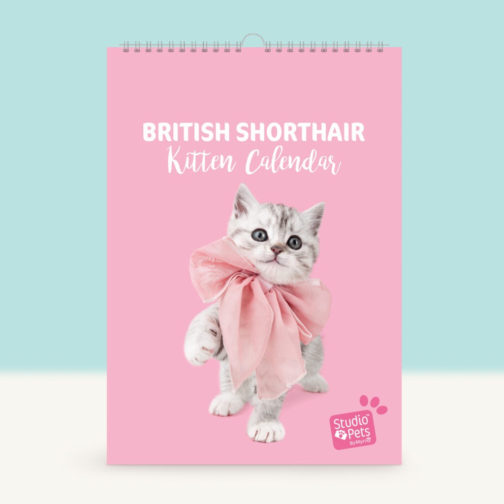 studio-pets-british-shorthair-kitten-cover-calendar studio-pets-british-shorthair-kitten-cover-calendar