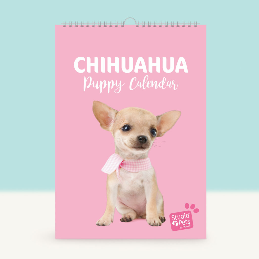 studio-pets-chihuahua-pinkie-puppy-cover-calendar