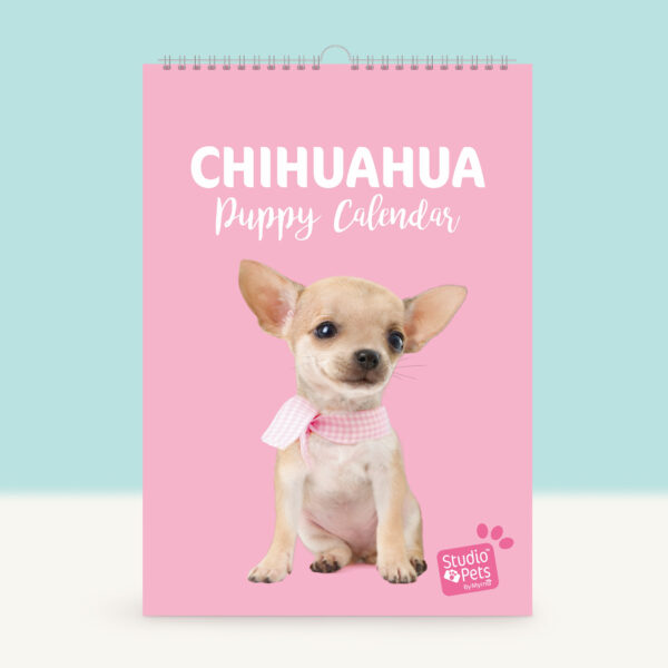 studio-pets-chihuahua-pinkie-puppy-cover-calendar