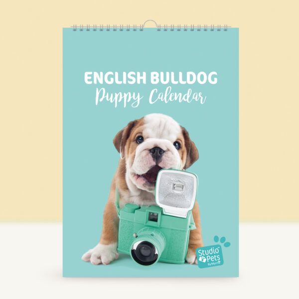 studio-pets-english-bulldog-puppy-cover-calendar studio-pets-english-bulldog-puppy-cover-calendar
