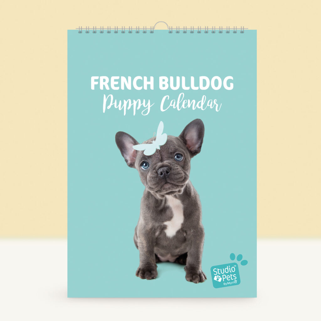 studio-pets-french-bulldog-bibi-puppy-cover-calendar