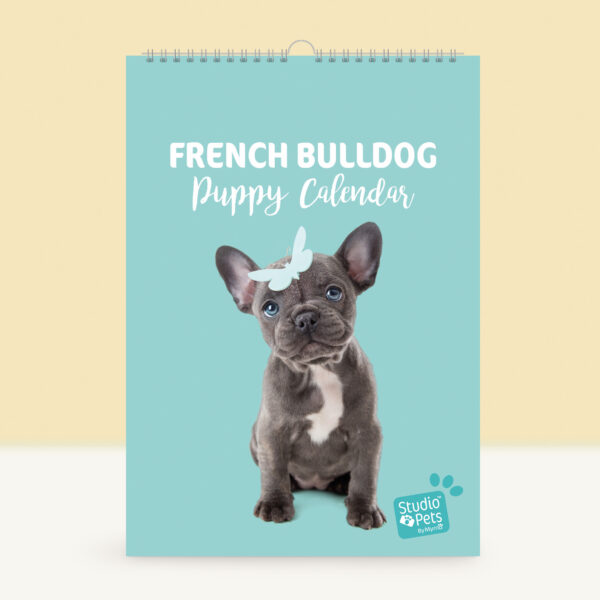 studio-pets-french-bulldog-bibi-puppy-cover-calendar