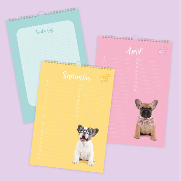 studio-pets-french-bulldog-bibi-puppy-inside-calendar