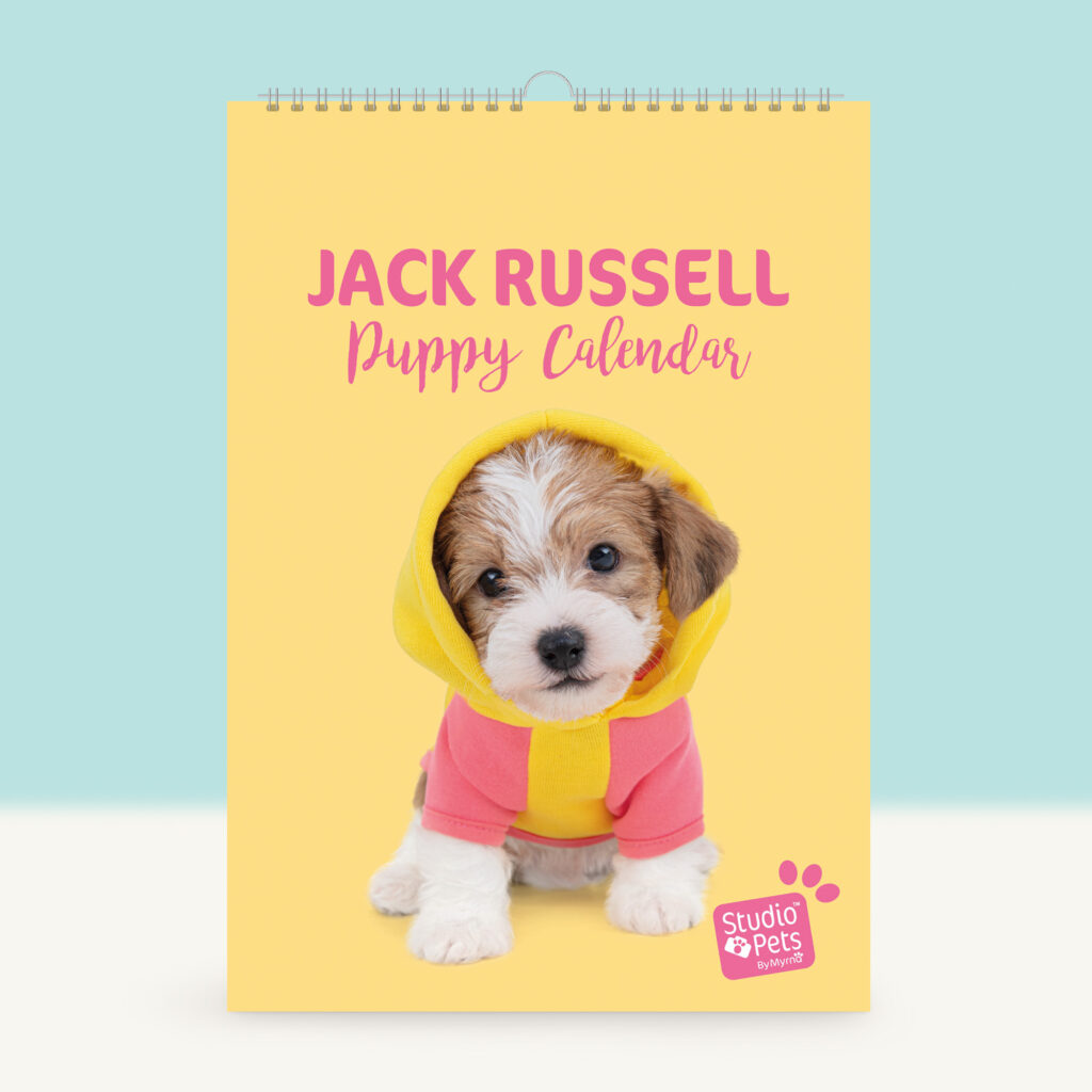 studio-pets-jack-russell-jacky-puppy-cover-calendar