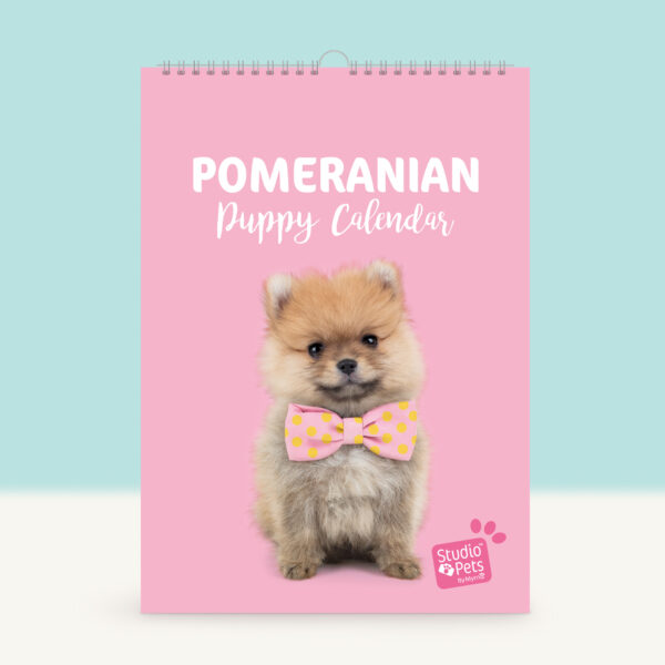 studio-pets-pompom-pomeranian-puppy-cover-calendar