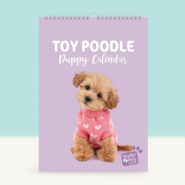studio-pets-toy-poodel-cookie-puppy-cover-calendar