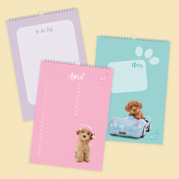 studio-pets-toy-poedel-cookie-puppy-inside-calendar