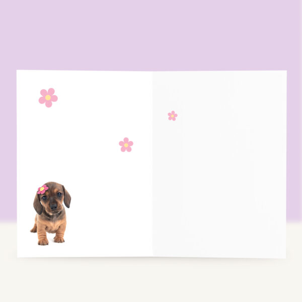 studio-pets-dachshund-daisy-puppy-inside-birthday-card
