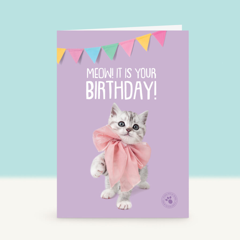 studio-pets-british-shorthair-bella-kitten-front-new-birthday-card studio-pets-british-shorthair-bella-kitten-front-new-birthday-card