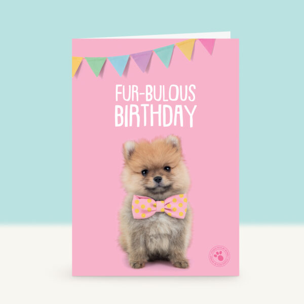 studio-pets-pomeranian-pompom-puppy-front-new-birthday-card