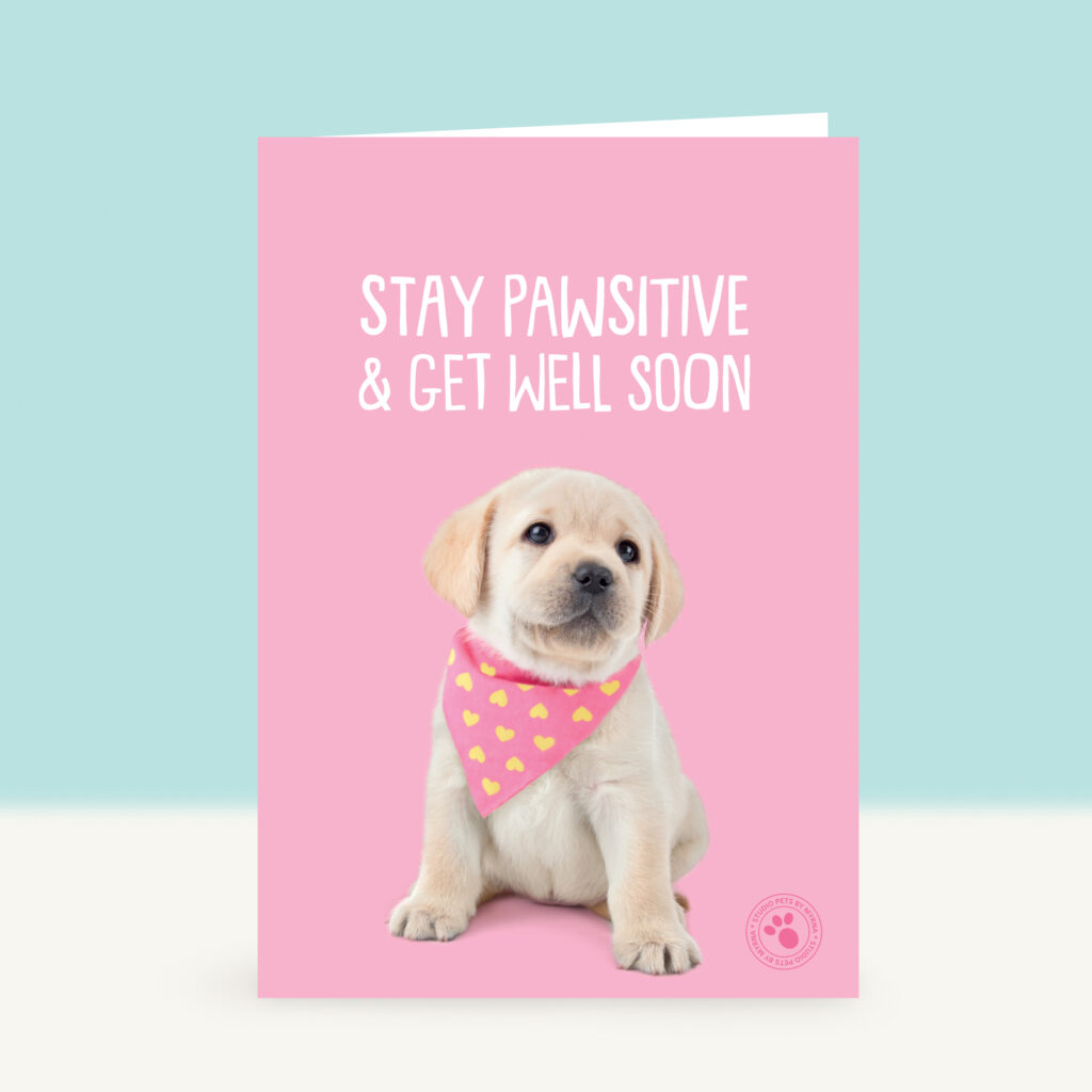studio-pets-labrador-happy-puppy-front-beterschapskaart studio-pets-labrador-happy-puppy-front-beterschapskaart